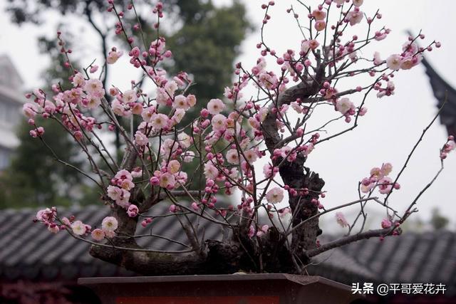什么花最好养又好看又容易活，6种花号称十大名花