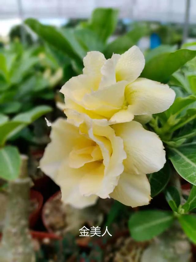 沙漠玫瑰怎么养，沙漠玫瑰的养殖方法多久能开花（真正会养的只需做5点）