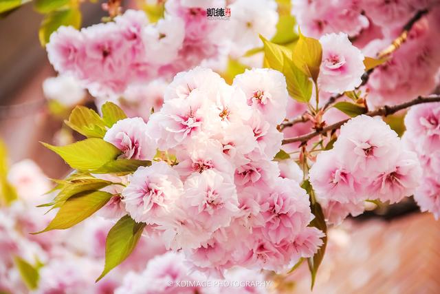 全国春季赏花时间表，收好这10个踏春赏花推荐