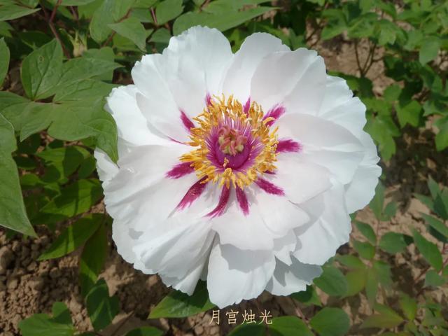 美丽的花中之王牡丹，被国人视为花中之王的牡丹品种