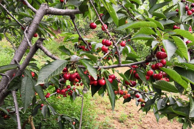 最甜的樱桃品种是哪几种，全球极具潜力的十个甜樱桃品种