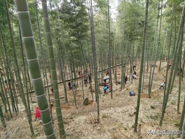 怎么挖冬笋技巧，挖冬笋的正确方法图解（老农教你5种方法，一挖一个准）