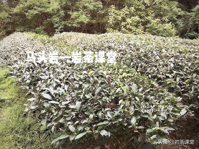 马头岩肉桂特点，既然三坑两涧里没有马头岩