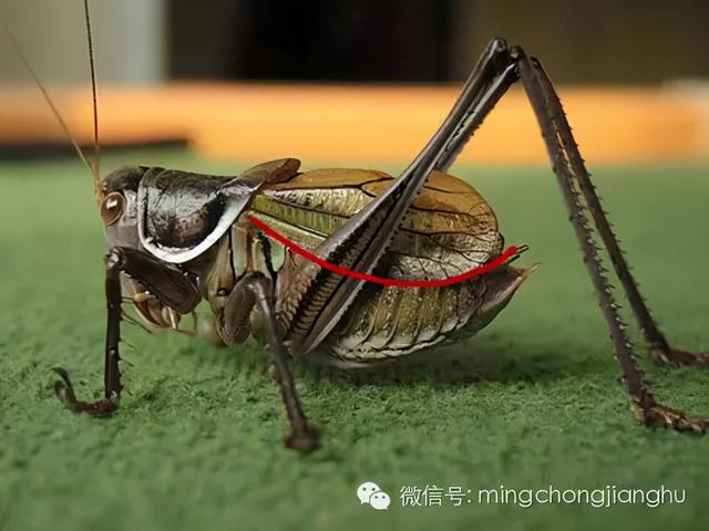 冬天和春天的蝈蝈有区别吗，这篇文章讲清楚了