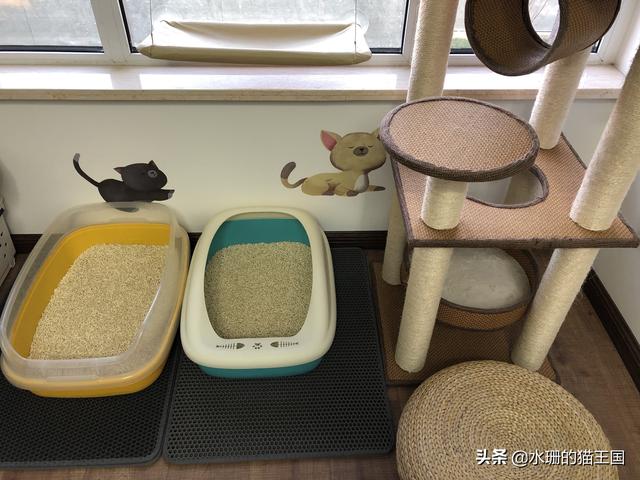 猫咪拉稀什么原因怎么治，猫咪拉稀是什么原因怎么治疗