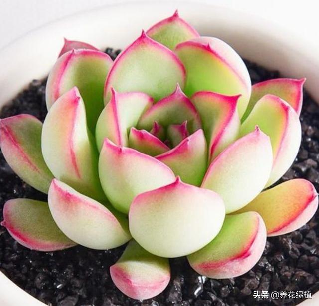 多肉换盆后需要注意哪些事项，多肉植物现在换盆正当时