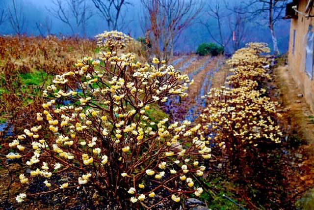 花冠类型为辐射对称花，结香花别名梦花树
