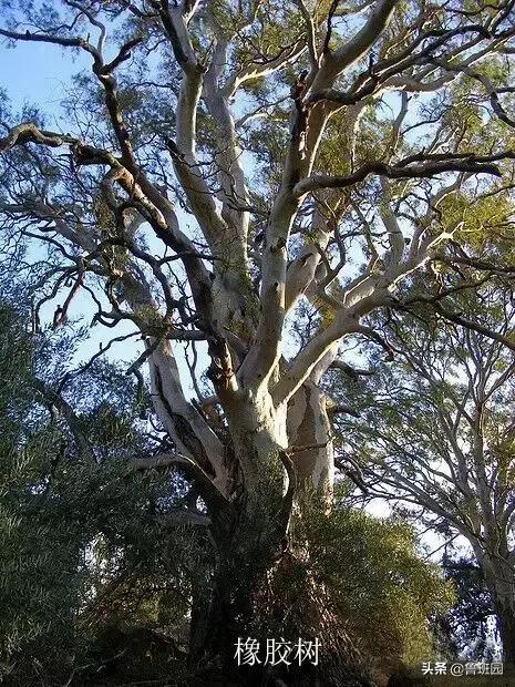 橡木相关知识，记得收藏这篇文章备用