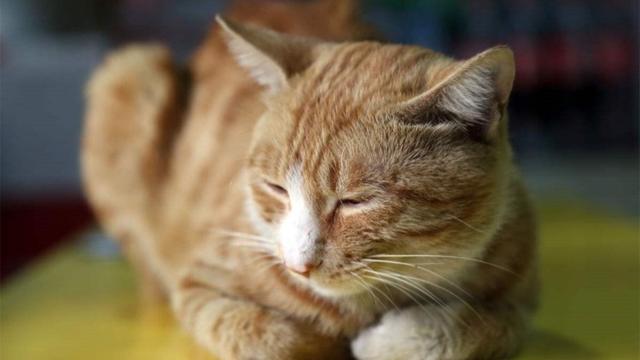 养猫的人容易得什么病，养猫容易得什么病（网友：我得了好几种病）