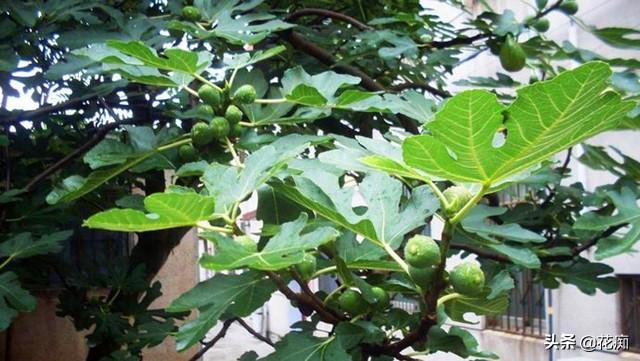 北方适合种植的无花果品种，耐寒又好吃的无花果品种