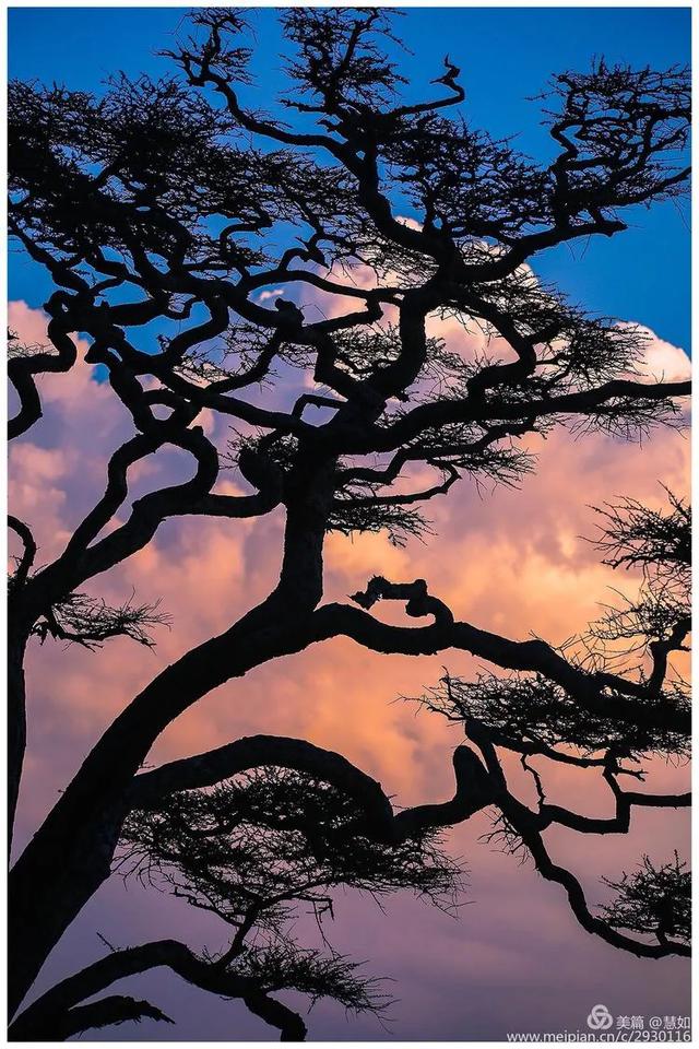 东非动物大迁徙，东非动物大迁徙的路线图（“生命的长征”东非野生动物大迁徙）