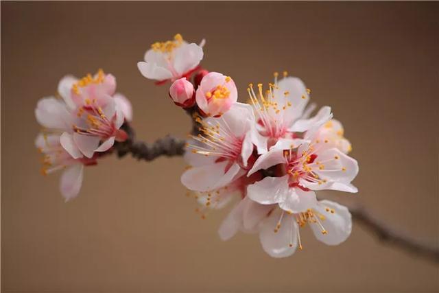 杏花诗词集锦，杏花疏影里吹笛到天明