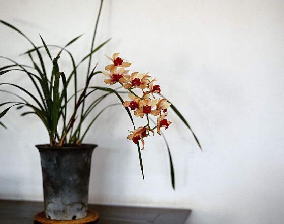 兰花能放在卧室吗，兰花冬天可以放卧室吗（这十种花，卧室不要摆放）