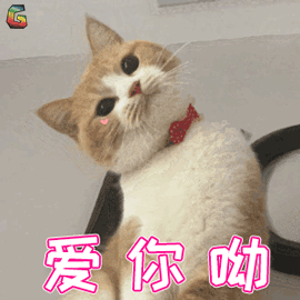 猫可以喝椰奶吗，椰子无糖酸奶猫能吃吗（你应该知道猫和牛奶的这些历史）
