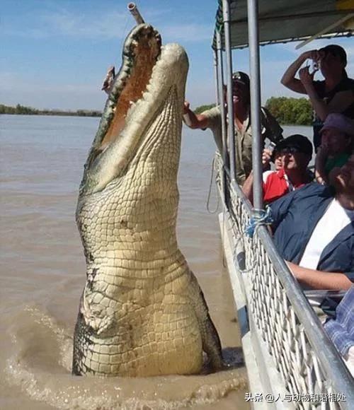 尼罗鳄和咸水鳄区别，谁才是真正的“鳄鱼之王”