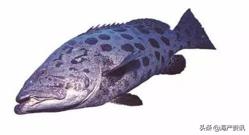 最便宜的石斑鱼，便宜的海鲜鱼类有哪些品种（这条奢华的贵族石斑鱼你确定吃过）