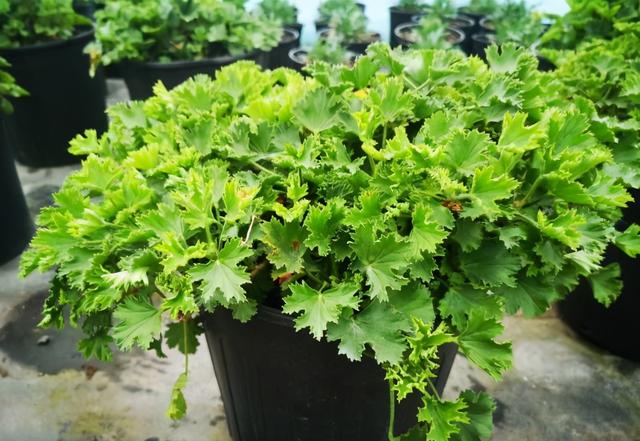 冬天开花的天竺葵如何养护，养好天竺葵做好这