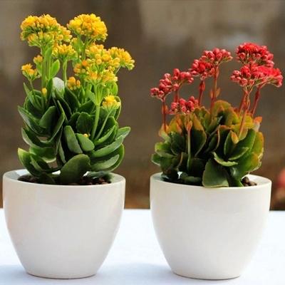 室内植物100种大盆栽，好养而又适合室内养殖的盆栽（园艺师给大家介绍10种适合室内养的花卉盆栽）