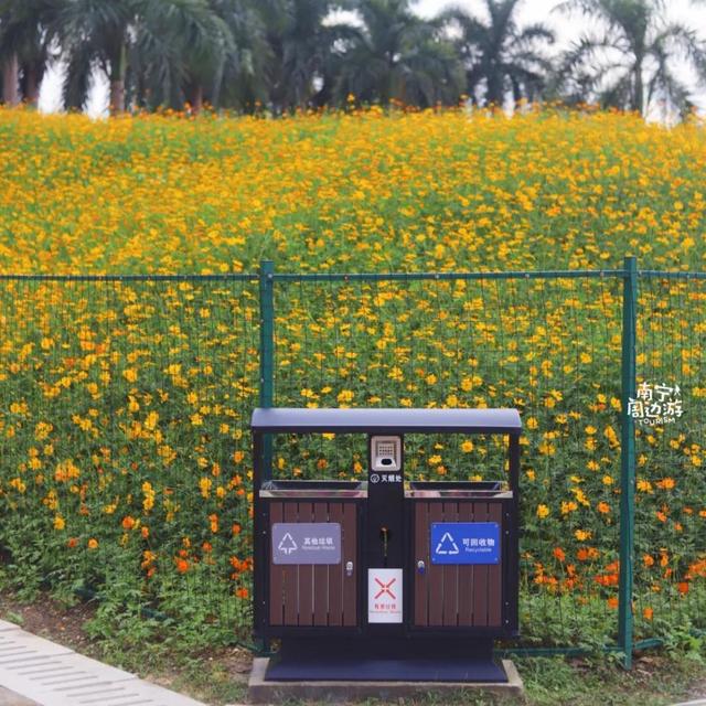 南宁附近花海景点推荐，南宁这几处花海，美了