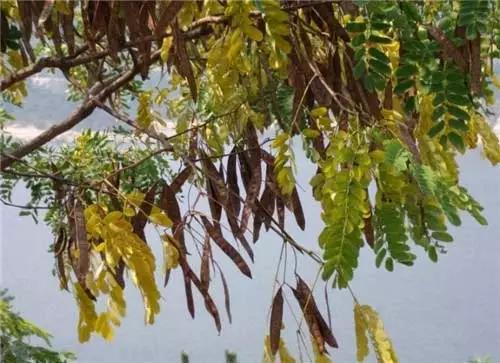 园林景观植物经验分享，风景园林设计中植物造景的3点经验总结