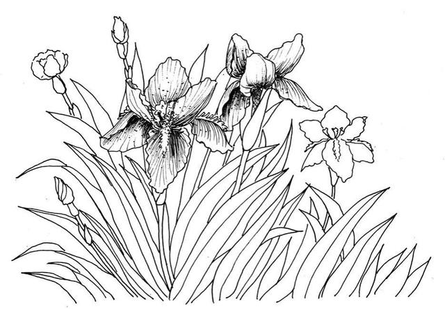 钢笔画入门基本步骤，钢笔画入门步骤详解