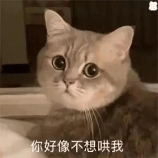 失落猫咪表情包，表情包憨憨猫咪