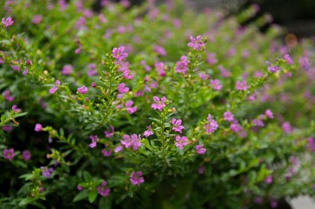 蓝色的满天星怎么养才能开花，轻松爆盆“花开不断”