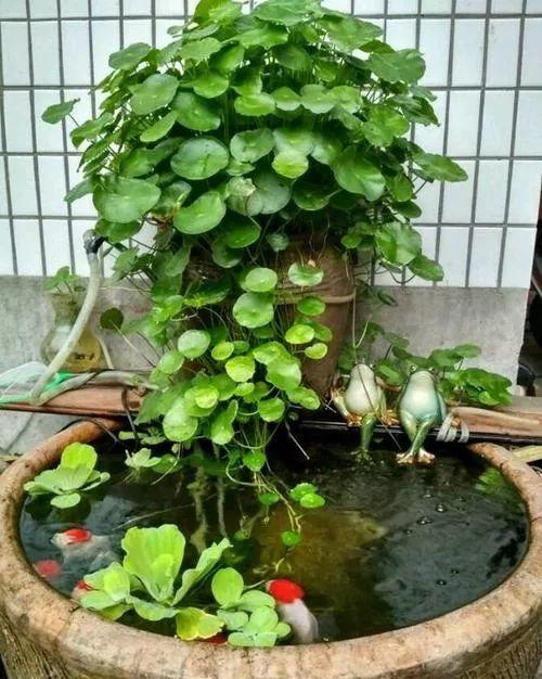 水缸养花好便利，养花六种水胜过千种肥