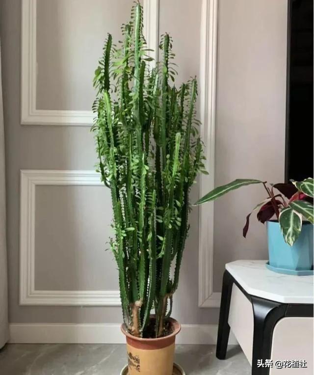 适合家里养的绿植，最好养的家中绿植（6种旺家的绿植优选）