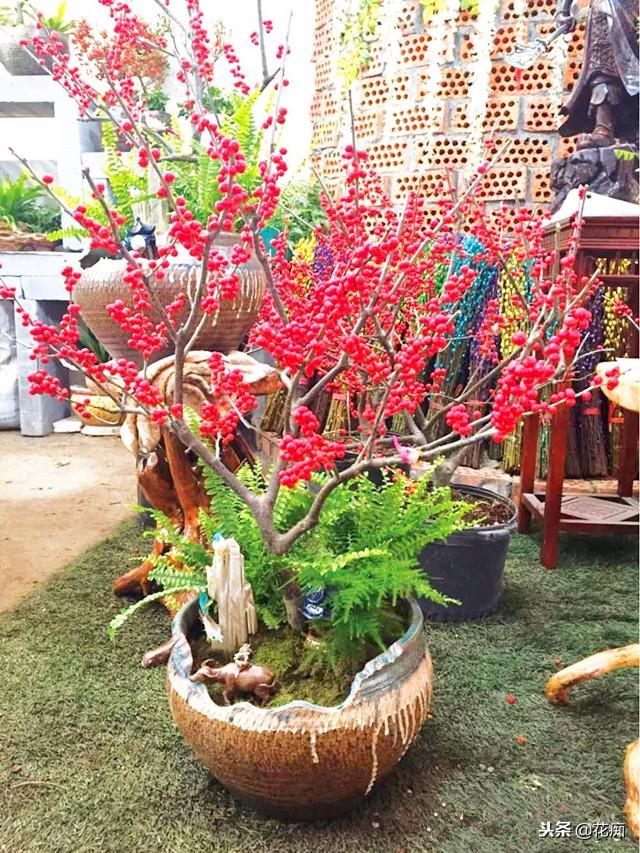 北美冬青怎么养，北美冬青怎样养护和管理