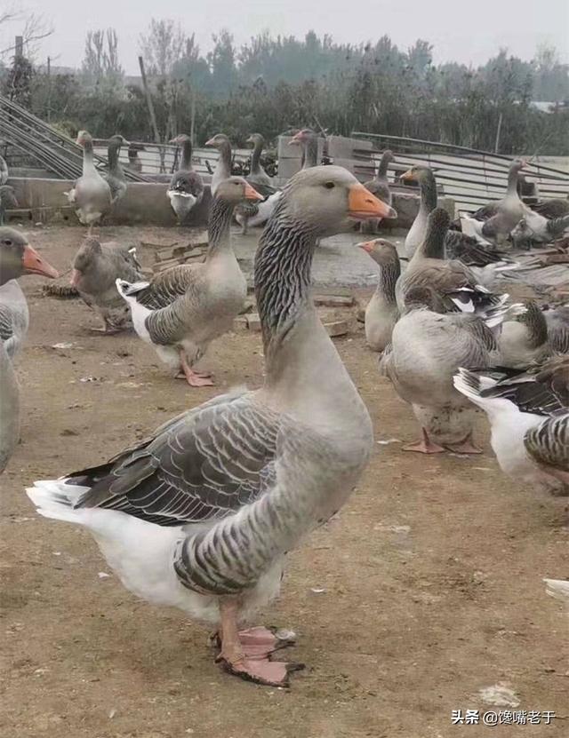 鹅肝为什么被称为世界顶级美食，三大珍馐之一鹅肝