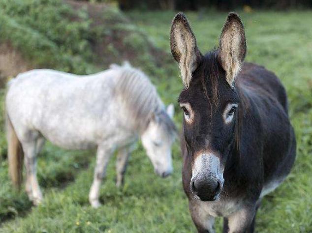 正确区分驴肉和骡子肉，你吃到的驴肉是真的吗