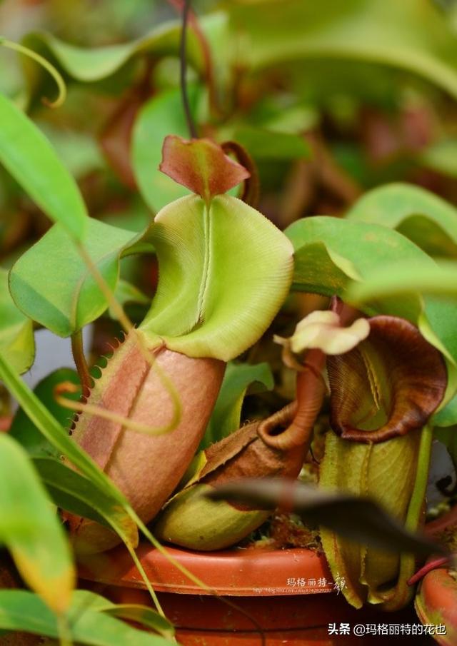 通向死亡的甜蜜诱惑，什么猪笼草是最好养（大量吸食它，可致人瘫痪、死亡）