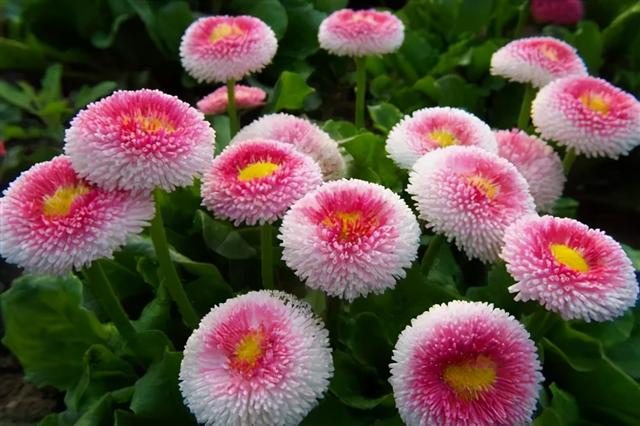 雏菊种植方法和时间，雏菊生长得慢开花少