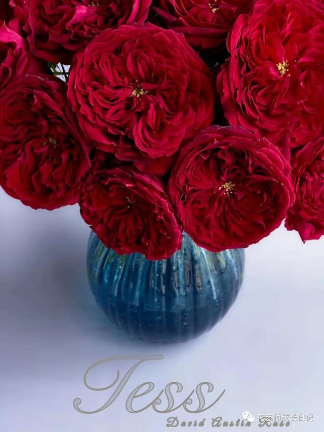 复古香槟色玫瑰，52朵香槟色玫瑰