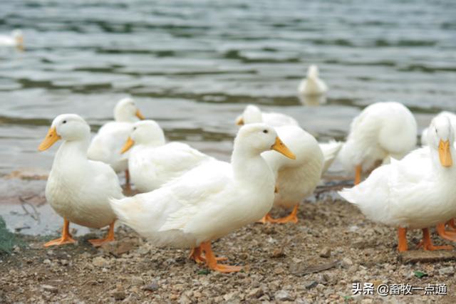 死胎蛋照射的图片，鸭蛋怎么孵化需要准备什么（浙江一母鸡竟生下这样的蛋……养鸡十几年第一次见）
