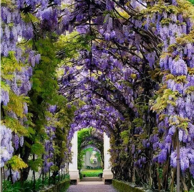 紫藤怎么养才能开花，不养一盆就太可惜了