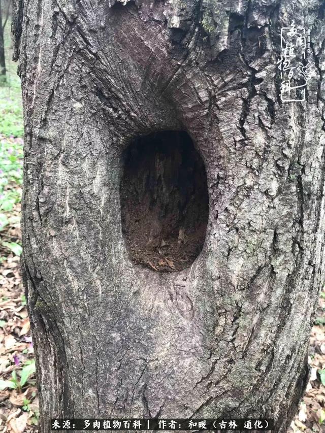 买肉，买肉的正确方法和注意事项