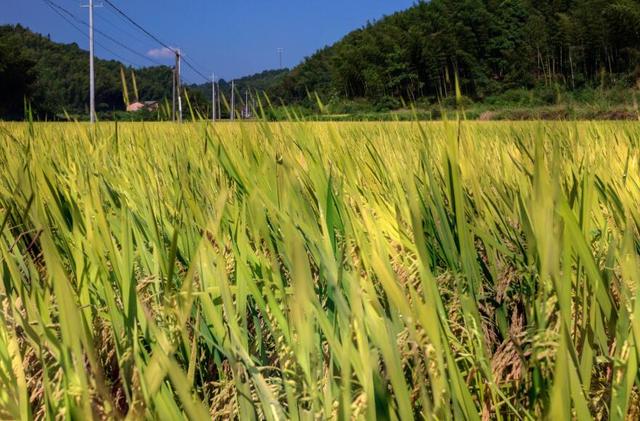 新余gdp总量，江西新余管辖的县