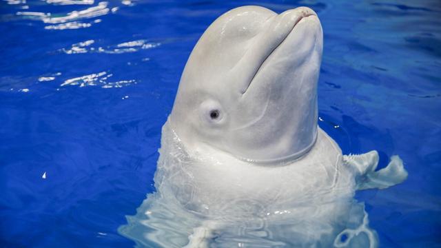 罗源海洋世界主要景点介绍，周末好玩景点推荐