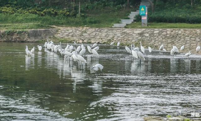 观澜河湿地公园，深圳十个免费特色花海