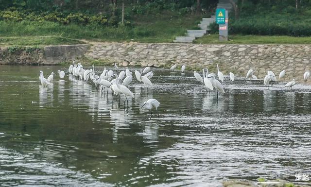 观澜河湿地公园，深圳十个免费特色花海