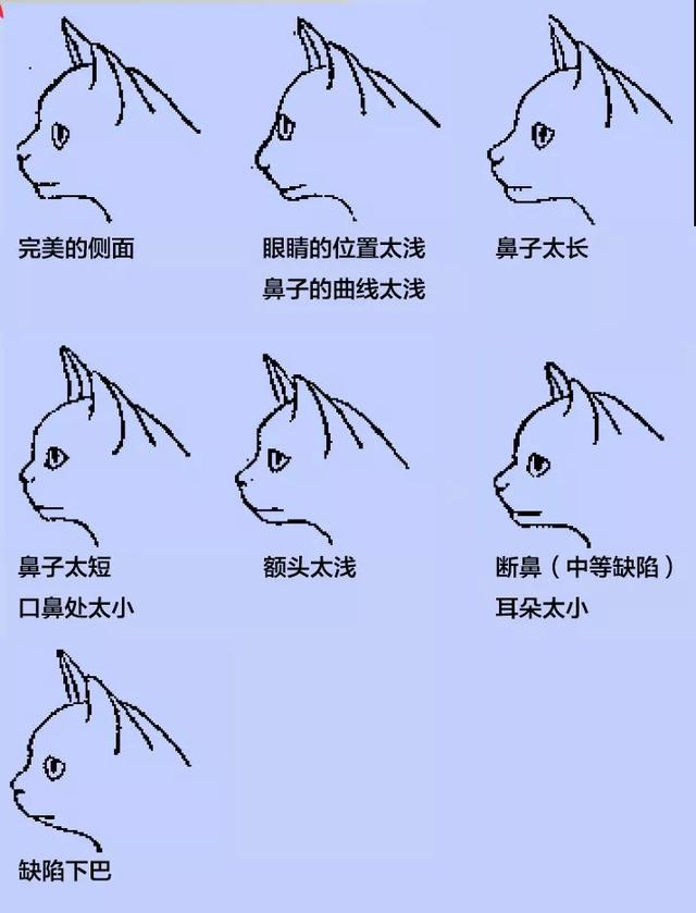 美短虎斑加白小时候，宠物知识银色标斑