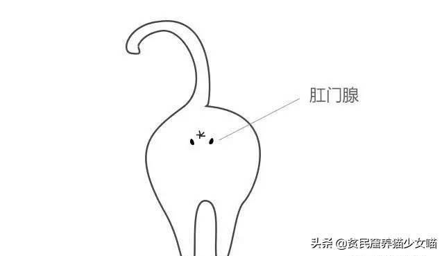 猫咪肛门腺怎么挤，猫咪的肛门腺为什么要挤（这部位可能出现什么问题）