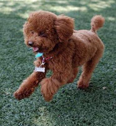 泰迪犬的8大特征，泰迪狗狗的8个特性