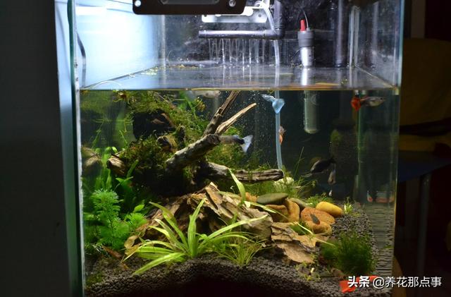 养殖热带鱼鱼缸如何装饰，在客厅养热带鱼