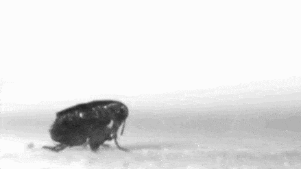 书生记录历史流氓创造历史，改变历史的跳蚤