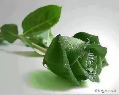 七夕节送什么礼物2.14情人节！99999玫瑰送给群里所有的人！越早打开越好