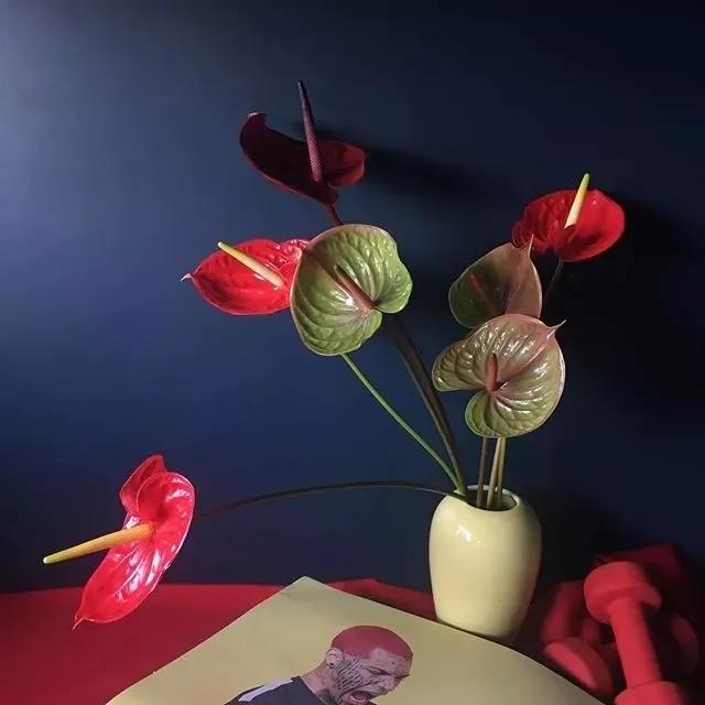 年宵花卉有哪些，必入手的5种年宵花（最热门的10种年宵花）