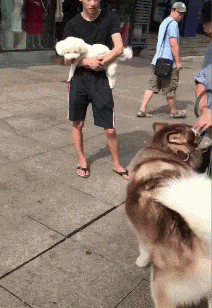 阿拉斯加犬小时候，狗一般有几个月就长成大狗了（毛茸茸的一团太可爱了吧）